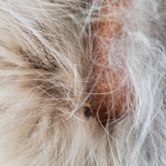 **SOLD**Vintage Blushed Dyed Fox Fur Jacket size 6 - Picture 7 of 8